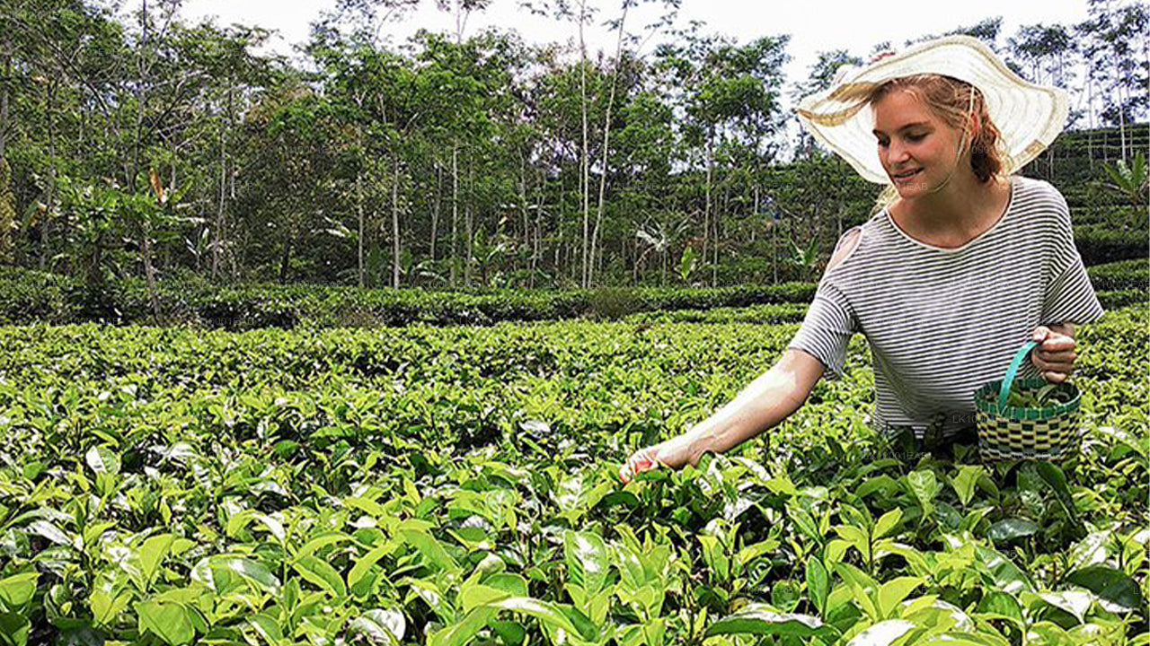 Ceylon-Tee-Tour (5 Tage)