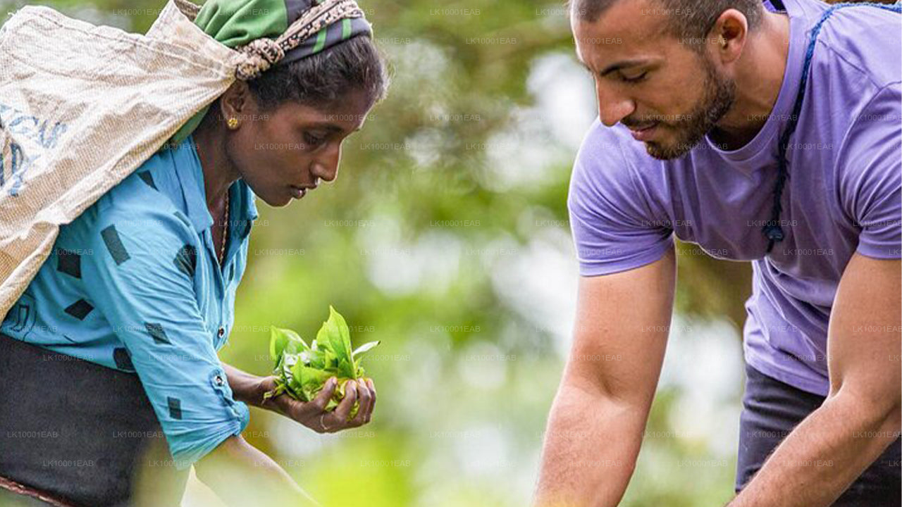 Ceylon-Tee-Tour (5 Tage)