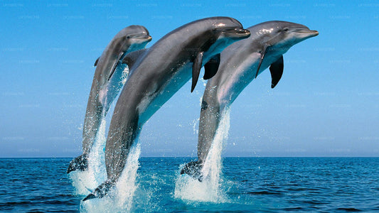 Kombitour mit Delfinbeobachtung, Schnorcheln und Angeln in Trincomalee