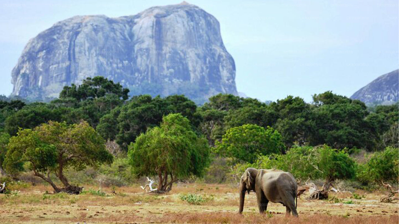 Instagram-Tour durch Sri Lanka (7 Tage)