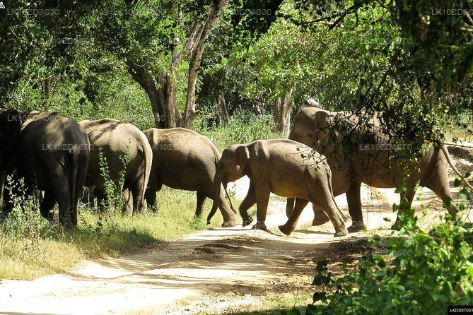 Wildtiertour mit Vögeln, Säugetieren und Walen (12 Tage)
