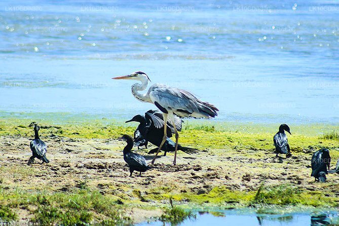 Wildtiertour mit Vögeln, Säugetieren und Walen (12 Tage)
