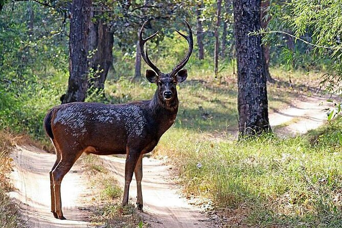 Wildtiertour mit Vögeln, Säugetieren und Walen (12 Tage)