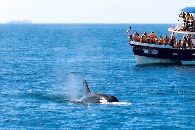 Wildtiertour mit Vögeln, Säugetieren und Walen (12 Tage)