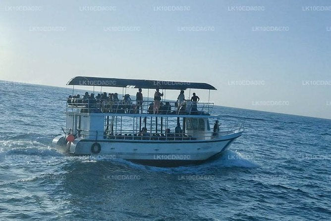 Wildtiertour mit Vögeln, Säugetieren und Walen (12 Tage)