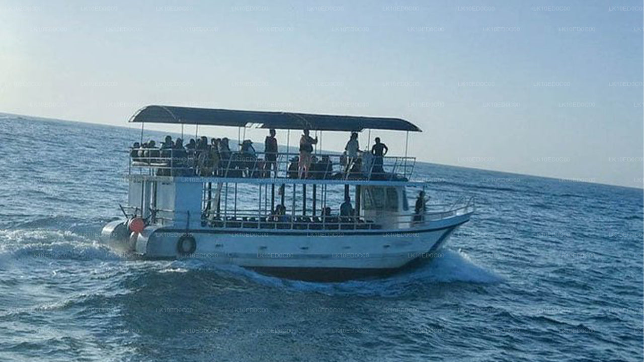 Wildtiertour mit Vögeln, Säugetieren und Walen (14 Tage)