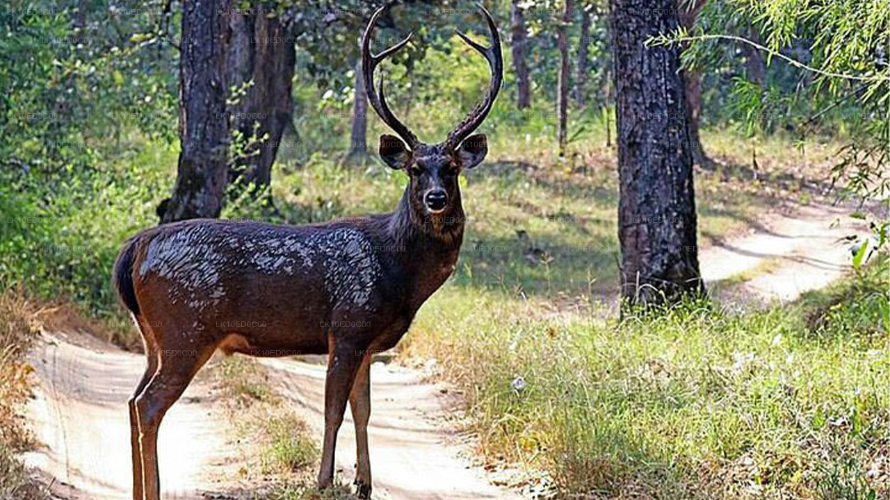 Wildtiertour mit Vögeln, Säugetieren und Walen (14 Tage)