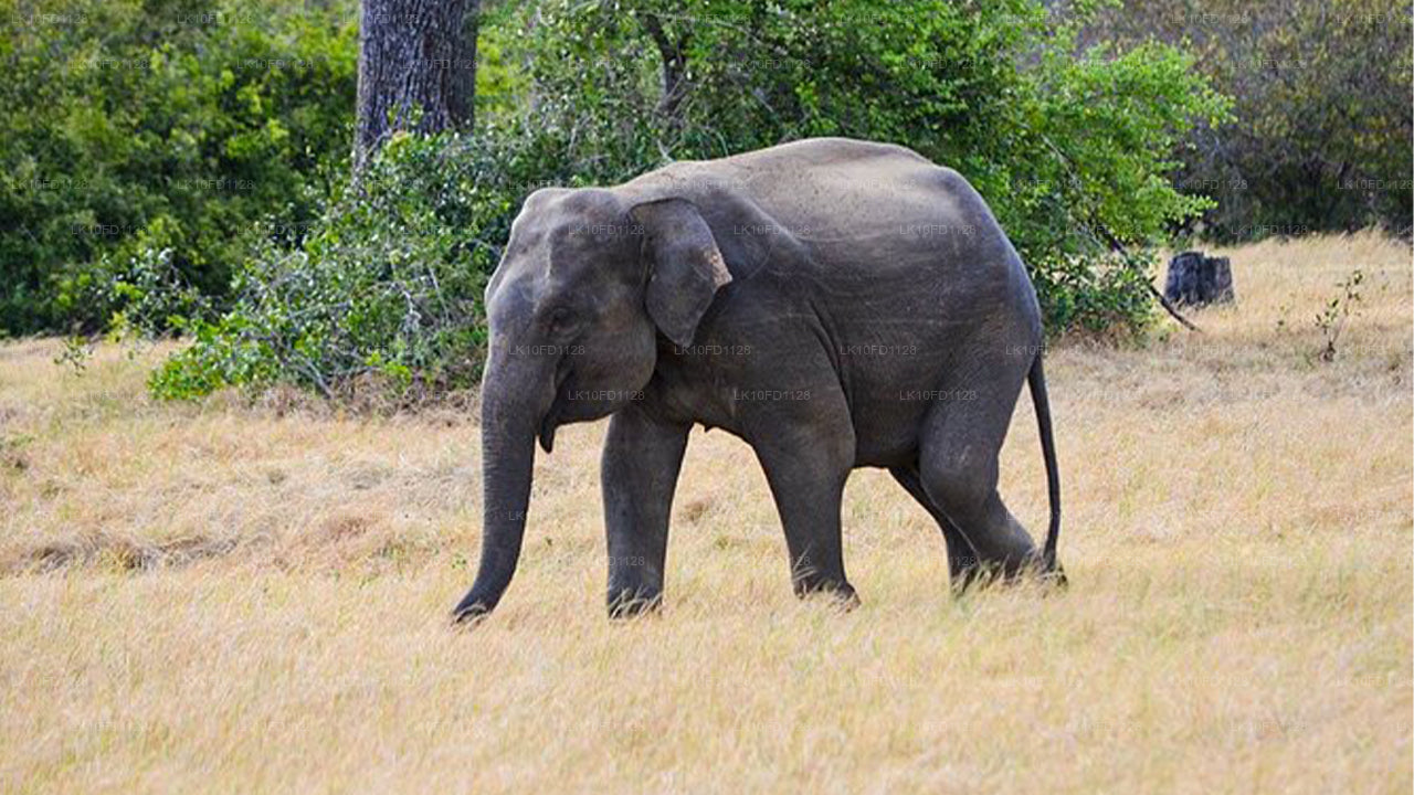 Wildtiertour mit Vögeln und Säugetieren (15 Tage)