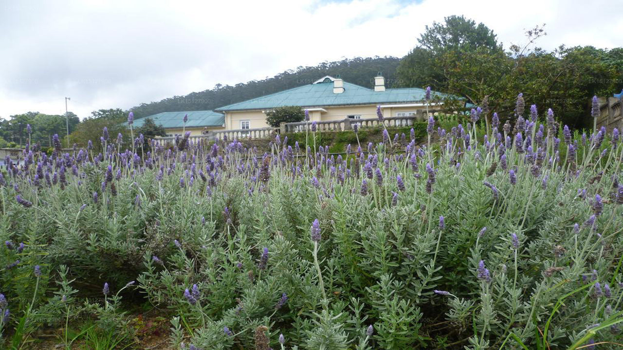 Kolonialer Ferienbungalow Senani, Nuwara Eliya