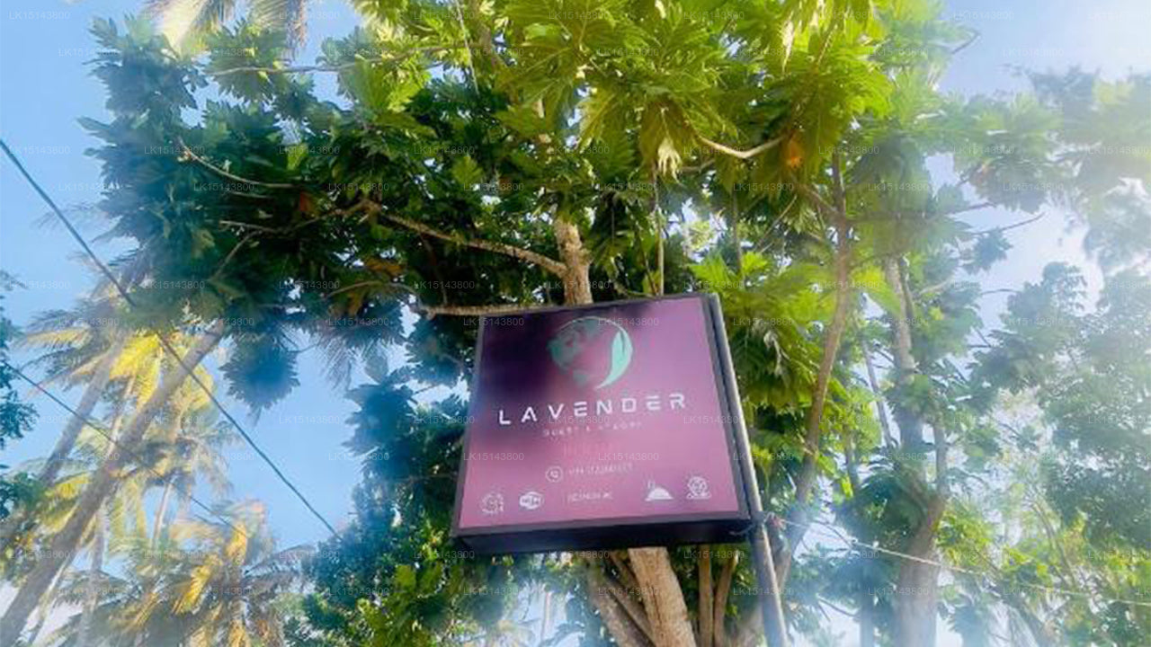 Lavender Lyrics Gast