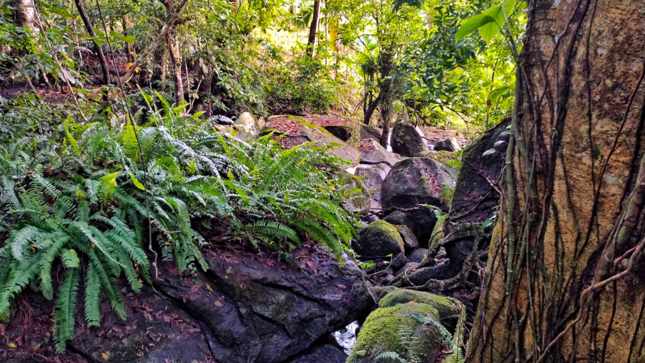 Öko-Dschungelversteck, Matara