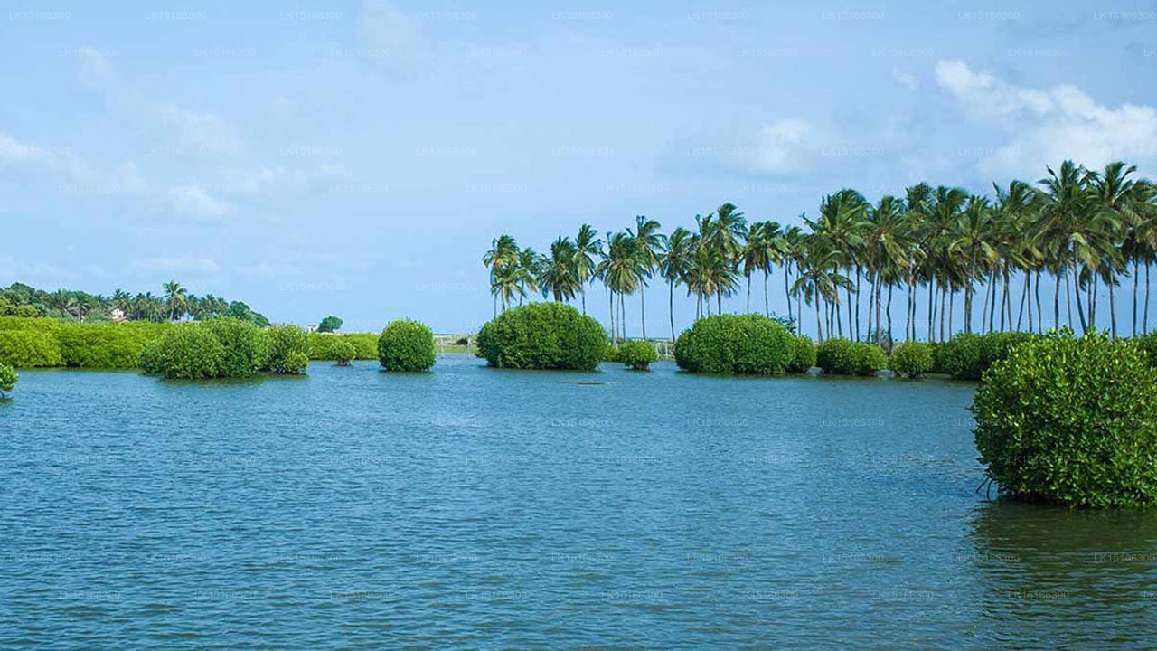 Zitrusfrucht Kalpitiya, Kalpitiya