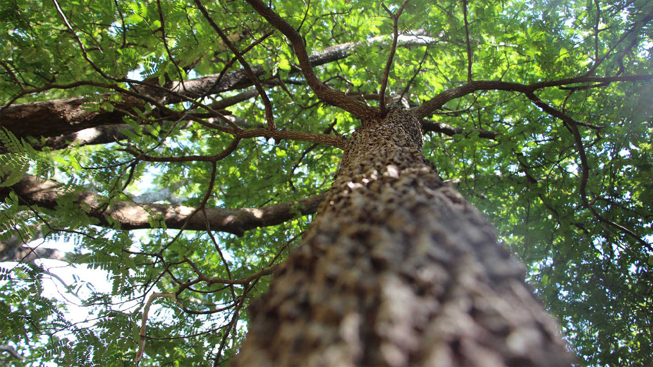 Pophams Arboretum, Dambulla