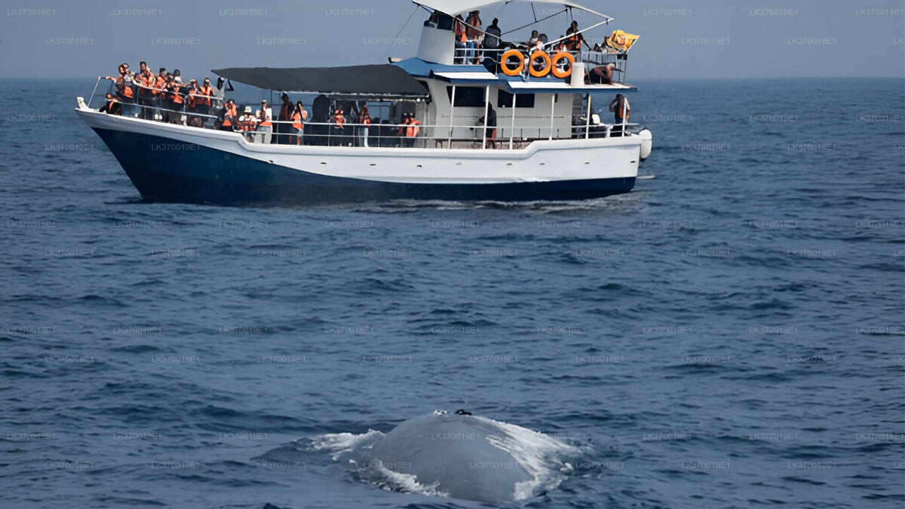 Walbeobachtung von Kosgoda auf einem gemeinsamen Boot
