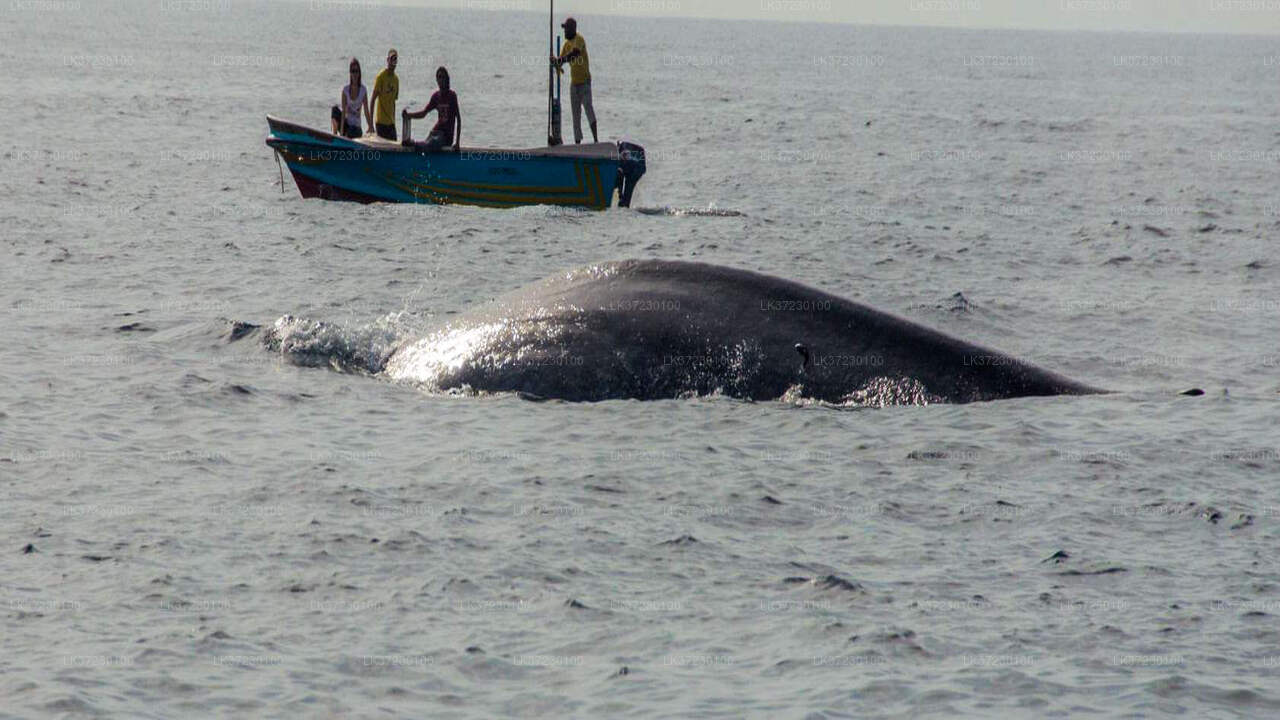 Walbeobachtung vom Seehafen Trincomalee auf einem gemeinsamen Boot
