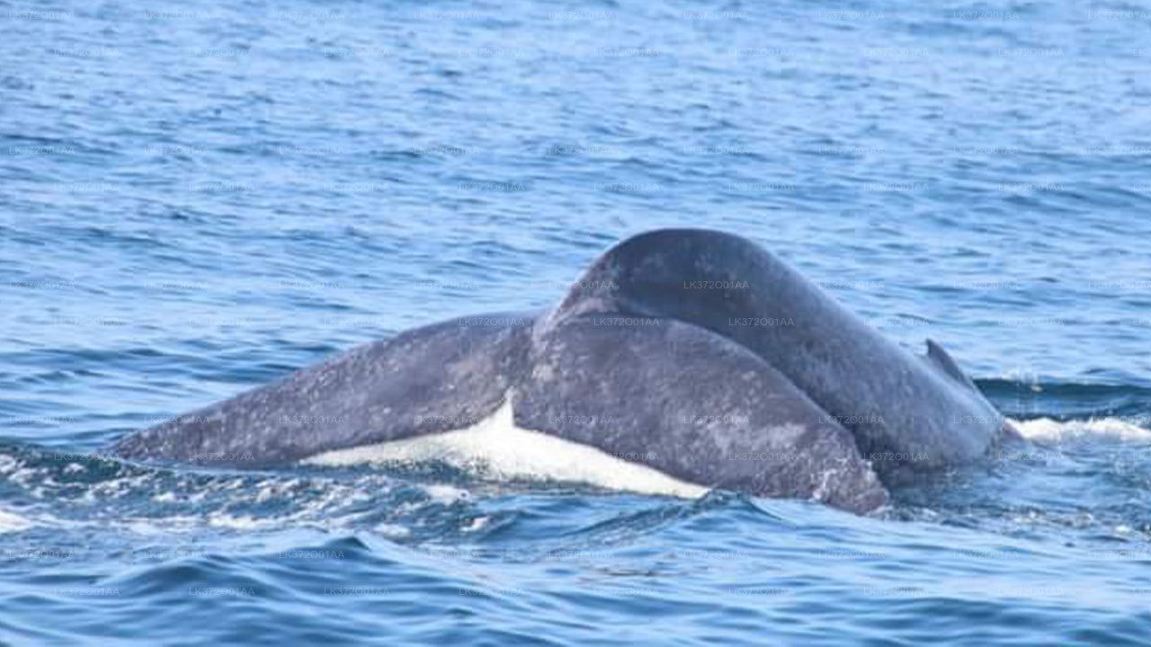 Walbeobachtungs-Yachttour ab Trincomalee