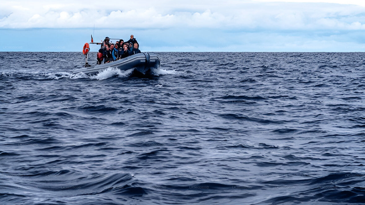5-stündige Delfinbeobachtungs-Kreuzfahrt ab Colombo