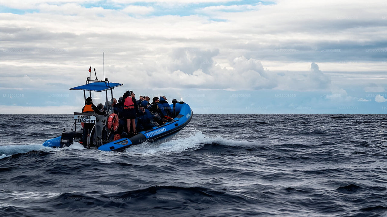 5-stündige Delfinbeobachtungs-Kreuzfahrt ab Colombo