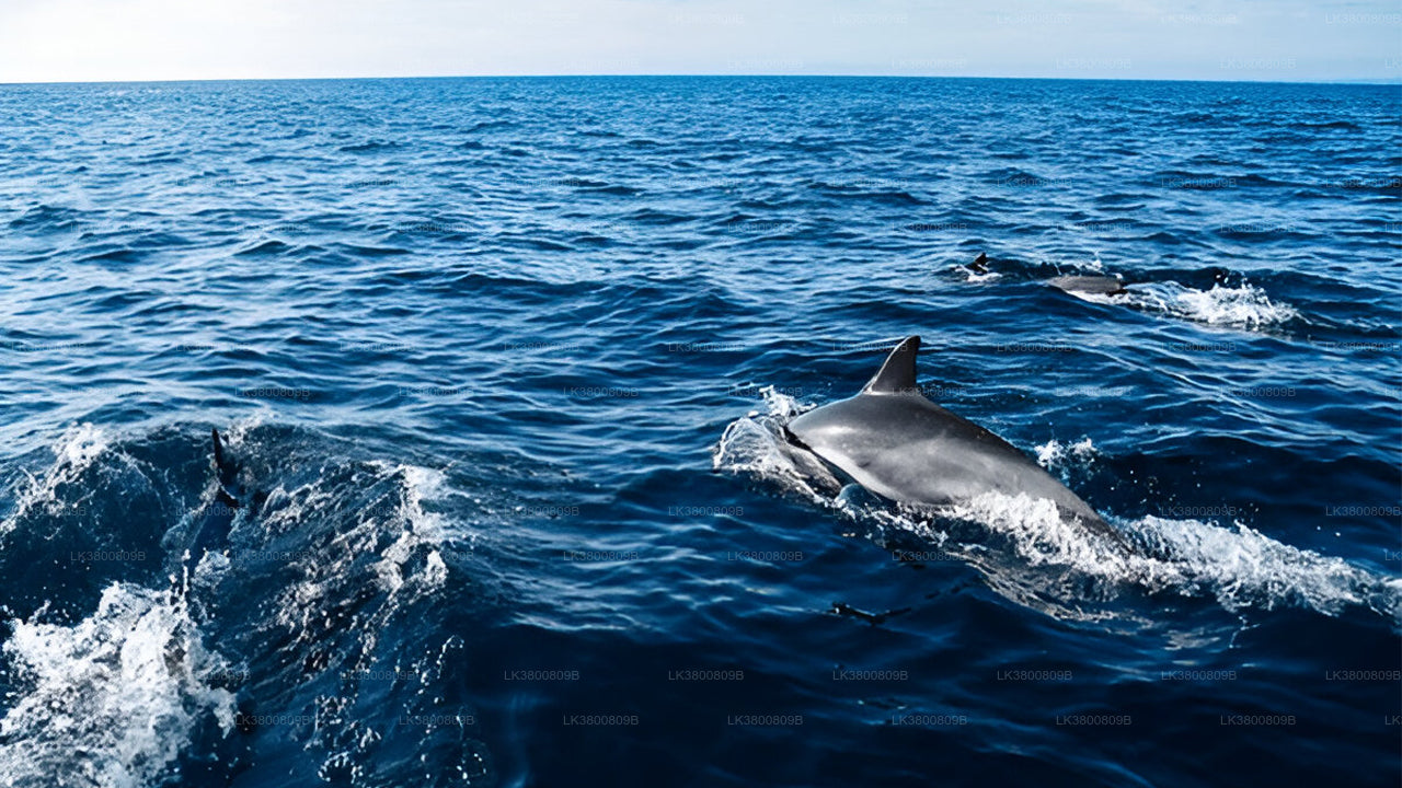 5-stündige Delfinbeobachtungs-Kreuzfahrt ab Colombo
