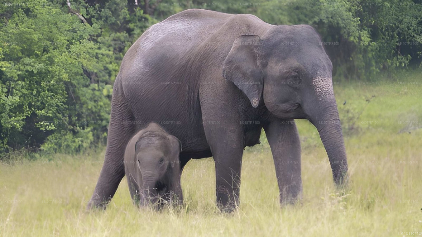 Polonnaruwa and Wasgamuwa Wildlife Safari from Pasikuda