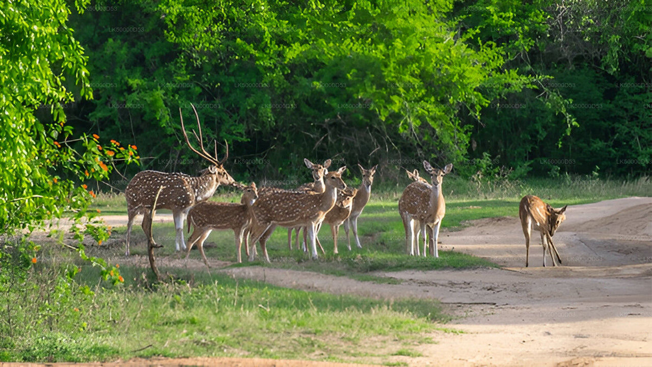 Private Tour von Hiriketiya nach Ella mit Yala-Safari