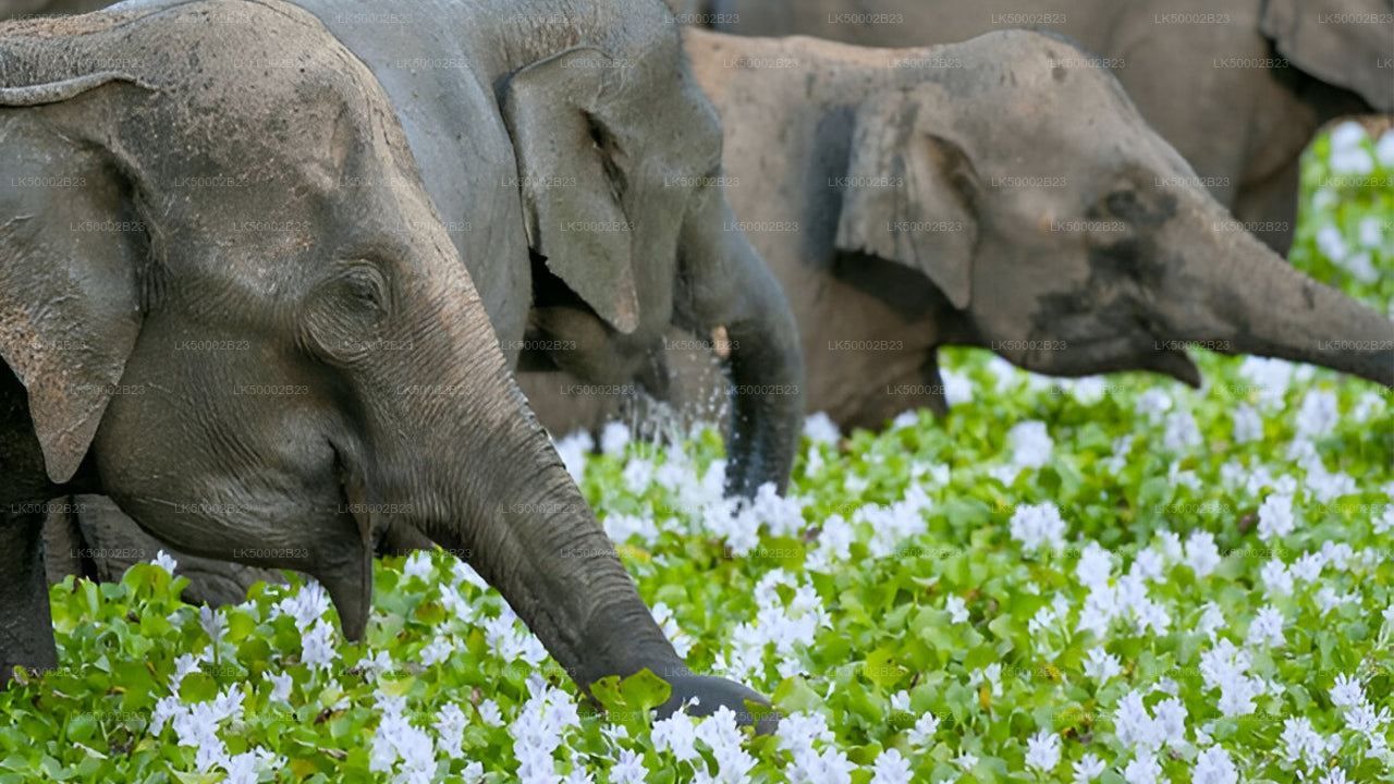 Private Tour von Polonnaruwa nach Kandy mit Wasgamuwa-Safari