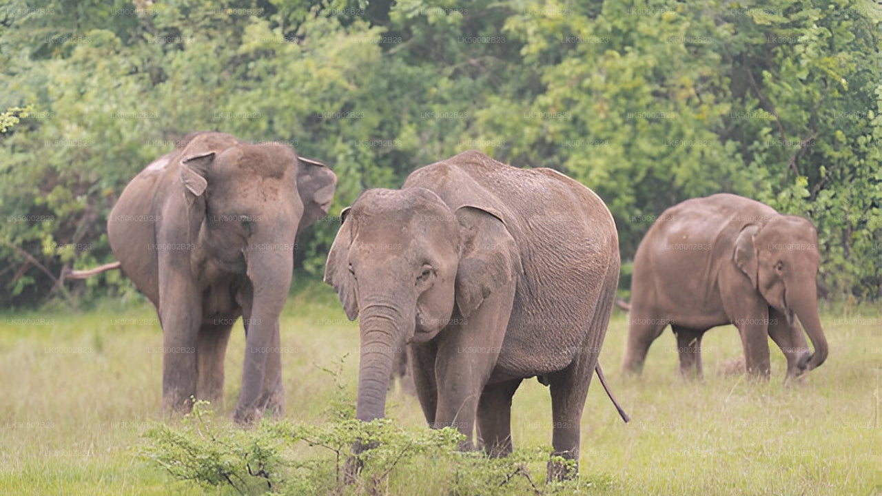 Private Tour von Polonnaruwa nach Kandy mit Wasgamuwa-Safari