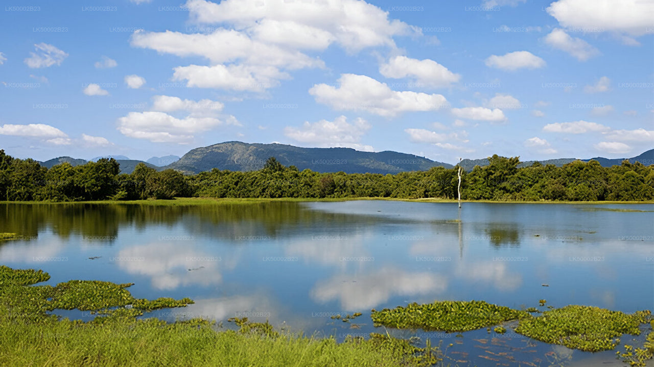 Private Tour von Polonnaruwa nach Kandy mit Wasgamuwa-Safari