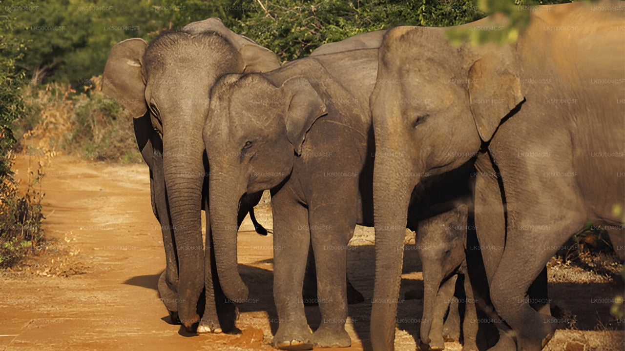 Private Tour von Ella nach Weligama mit Udawalawe-Safari