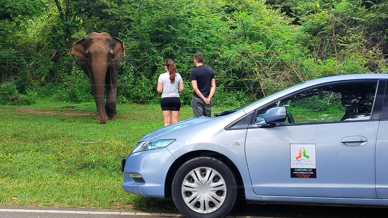 Private Tour von Ella nach Weligama mit Udawalawe-Safari