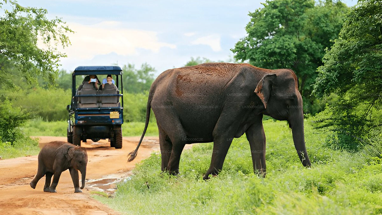 Private Tour von Ella nach Galle mit Udawalawe Safari