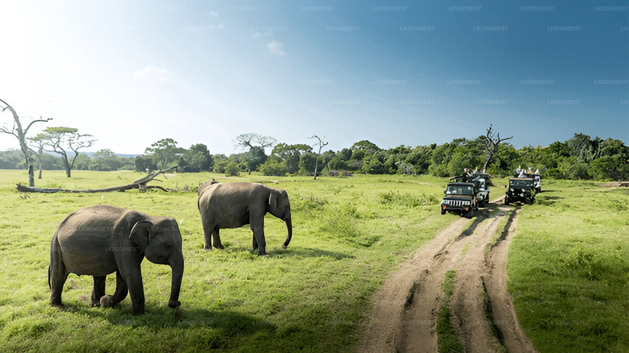 Safari im Udawalawe-Nationalpark ab Mirissa