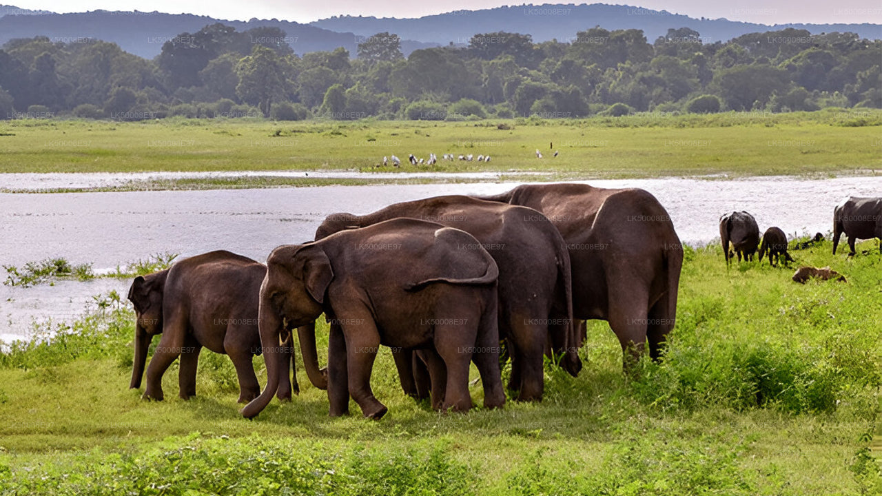 Safari im Udawalawe-Nationalpark ab Mirissa