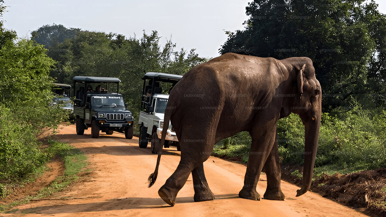 Safari im Udawalawe-Nationalpark ab Mirissa