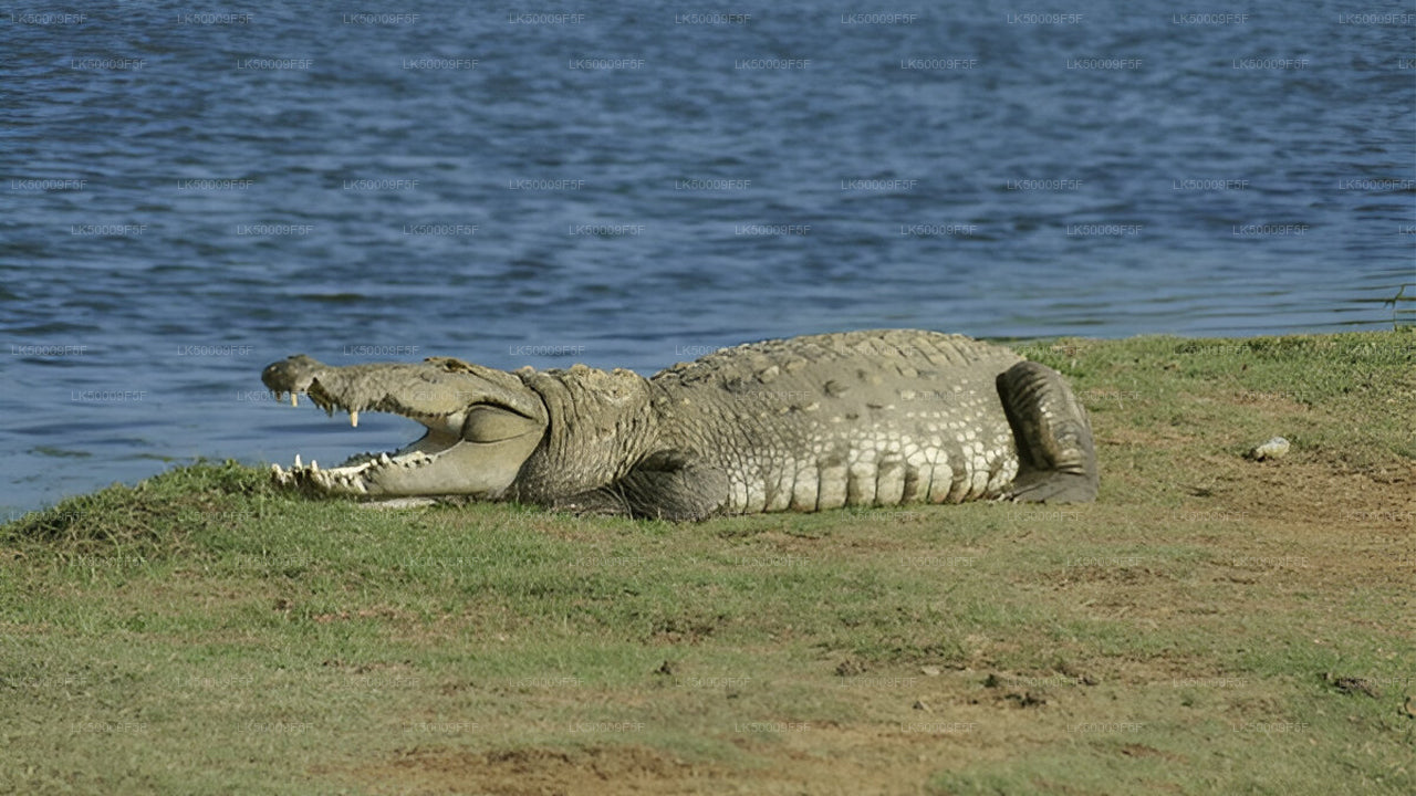 Private Tour von Ella nach Mirissa mit Yala-Safari