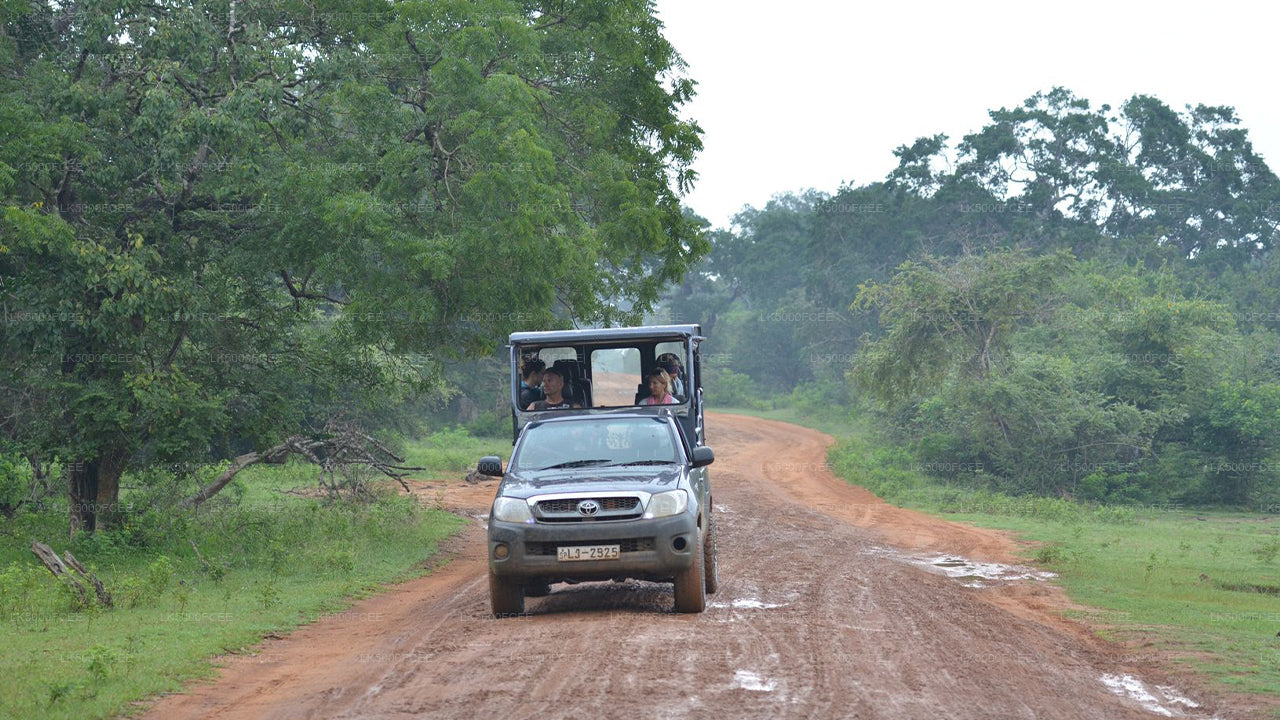Wilpattu-Nationalpark-Safari ab Kandy