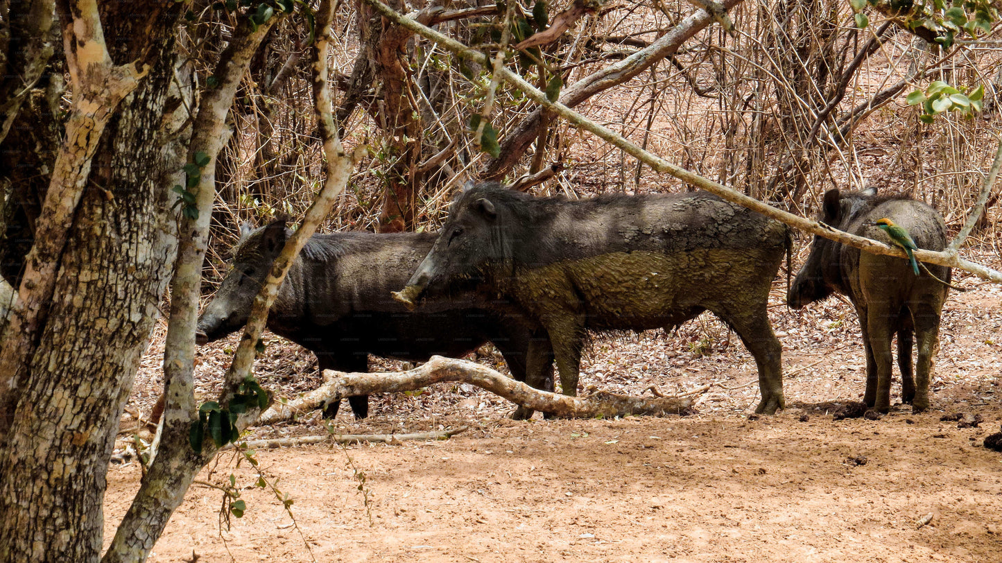 Yala-Nationalpark: Private Safari mit Naturforscher