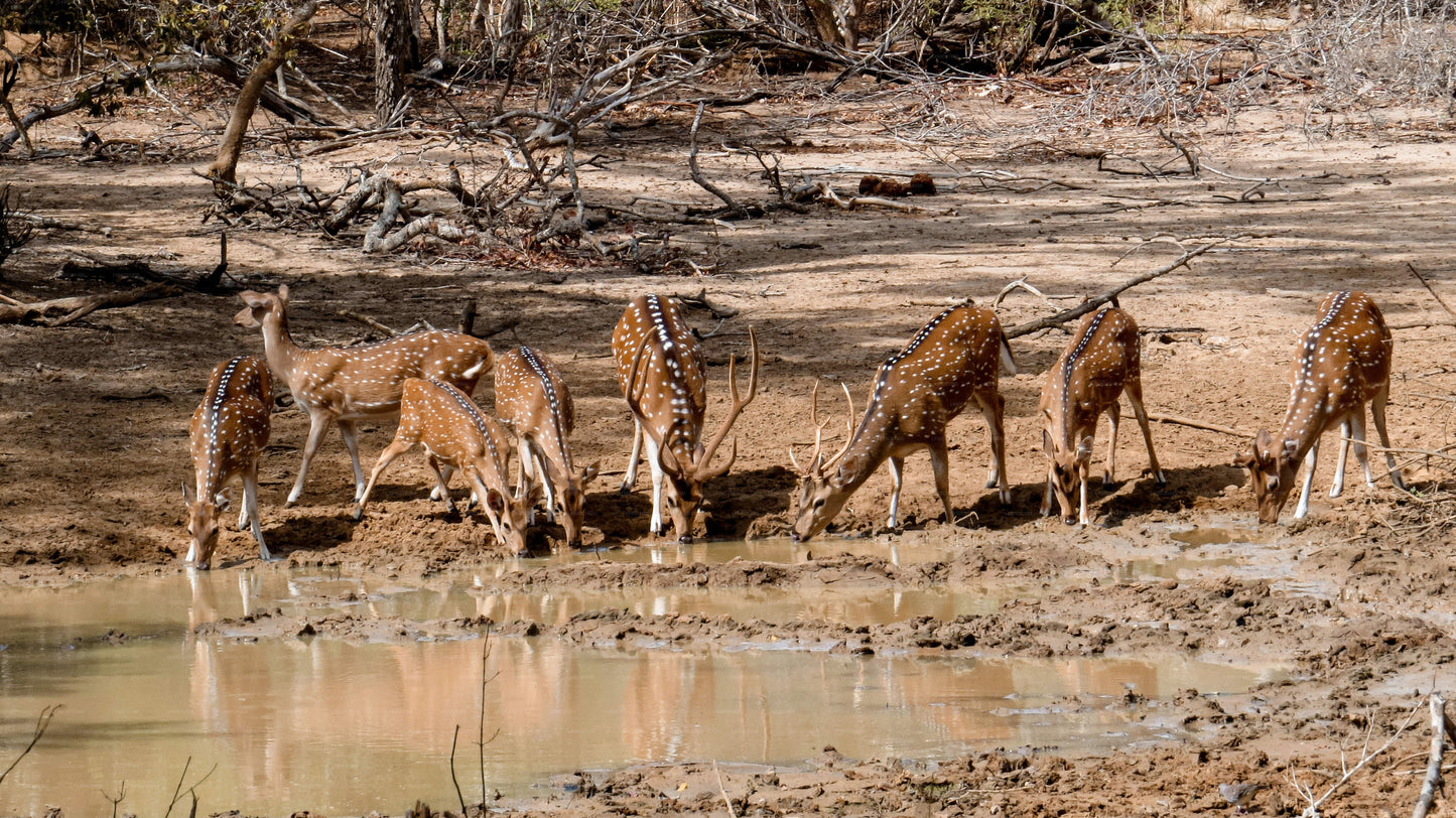 Yala-Nationalpark: Private Safari mit Naturforscher