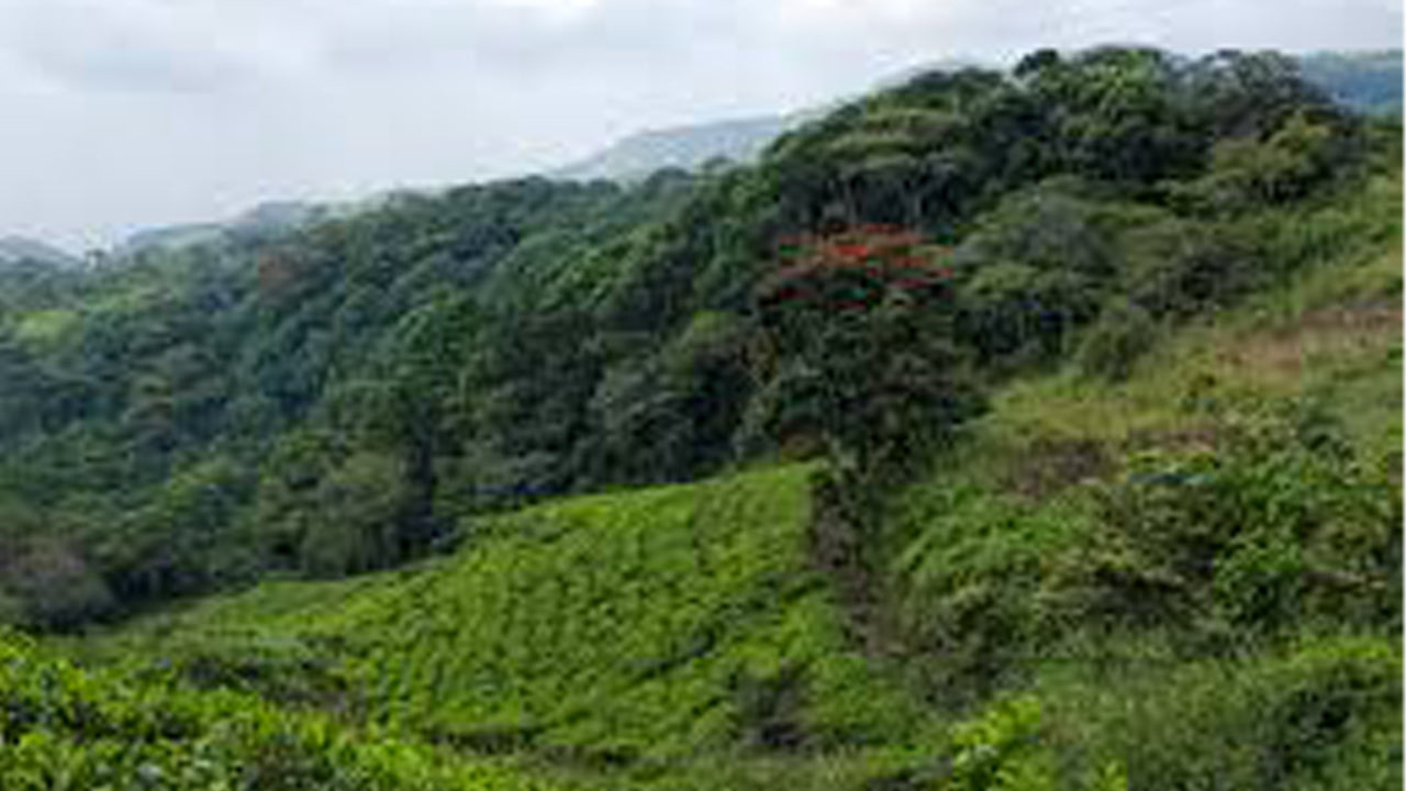 Geführte Tour durch den Sinharaja-Regenwald ab Galle