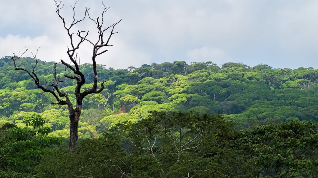 Geführte Tour durch den Sinharaja-Regenwald ab Galle