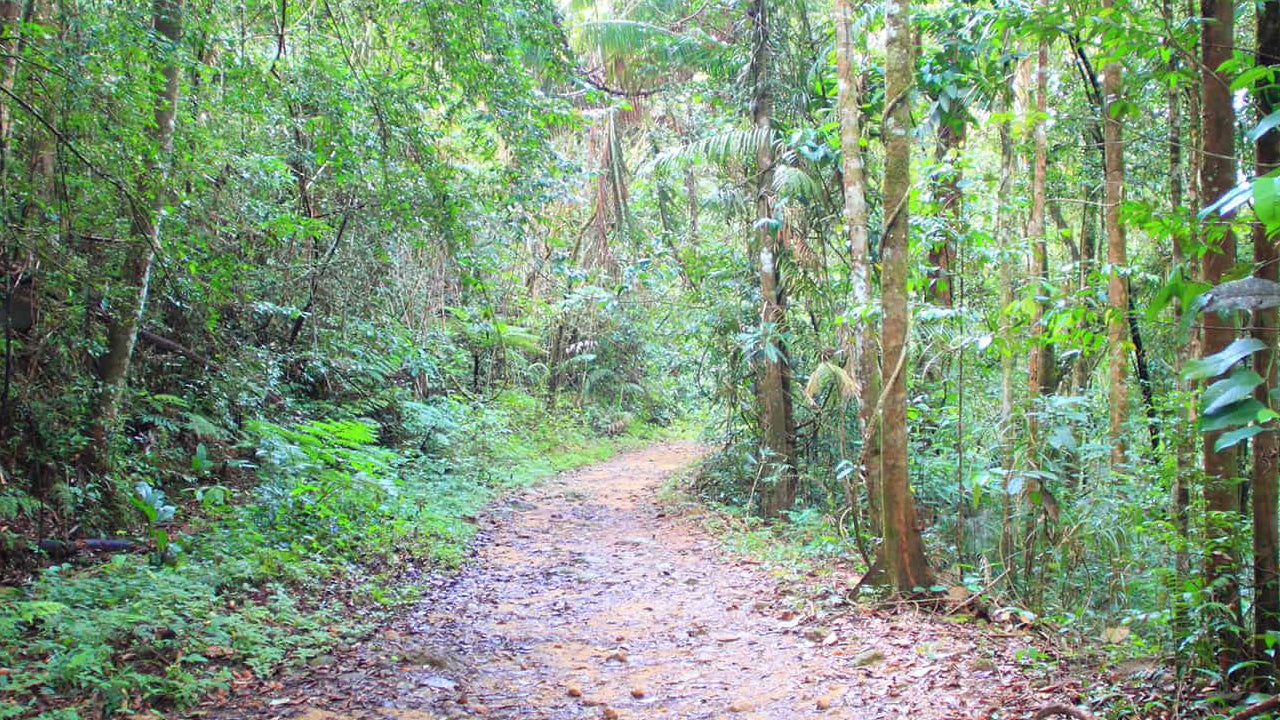 Geführte Tour durch den Sinharaja-Regenwald ab Galle