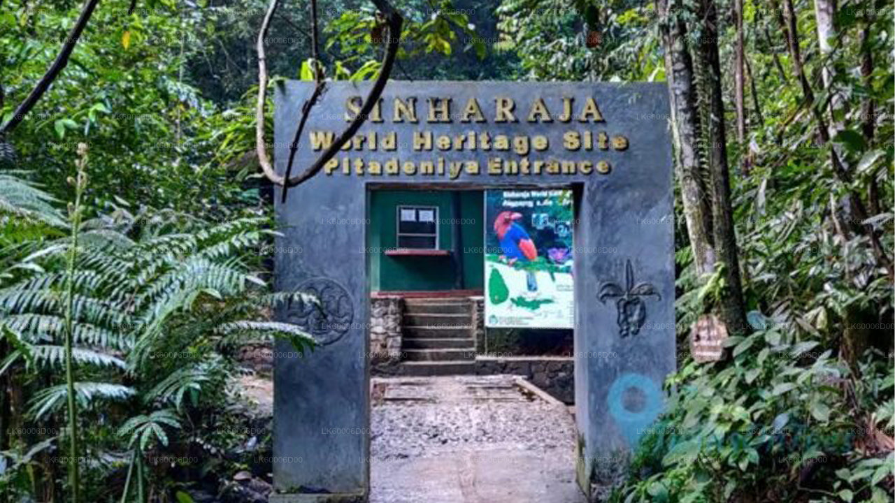 Geführte Tour durch den Sinharaja-Regenwald ab Kosgoda