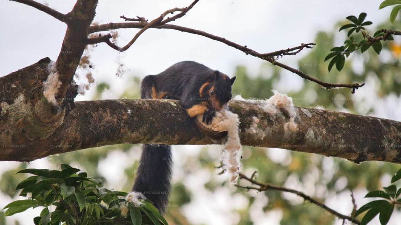 Geführte Tour durch den Sinharaja-Regenwald ab Kosgoda