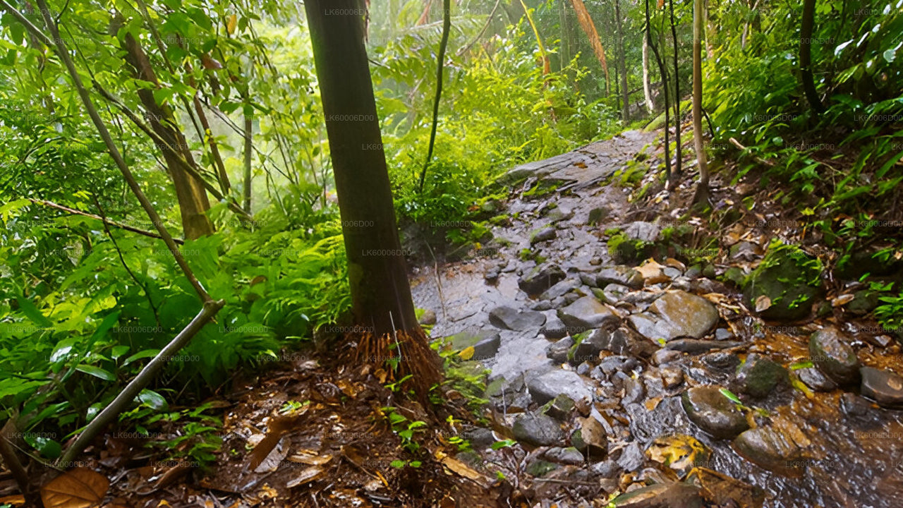 Geführte Tour durch den Sinharaja-Regenwald ab Kosgoda