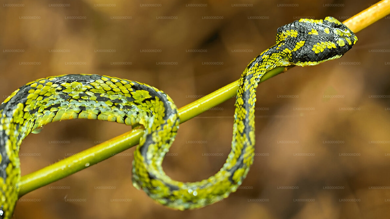 Geführte Tour durch den Sinharaja-Regenwald ab Kosgoda