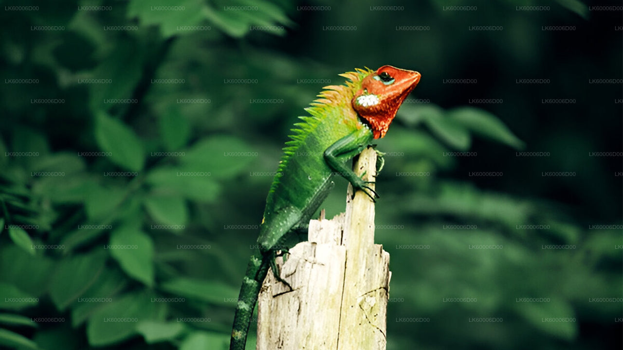 Geführte Tour durch den Sinharaja-Regenwald ab Kosgoda