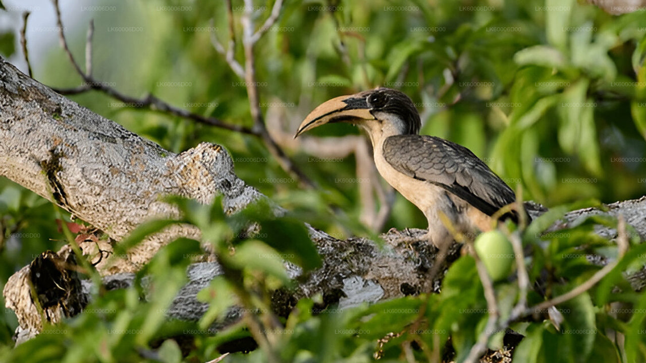 Geführte Tour durch den Sinharaja-Regenwald ab Kosgoda