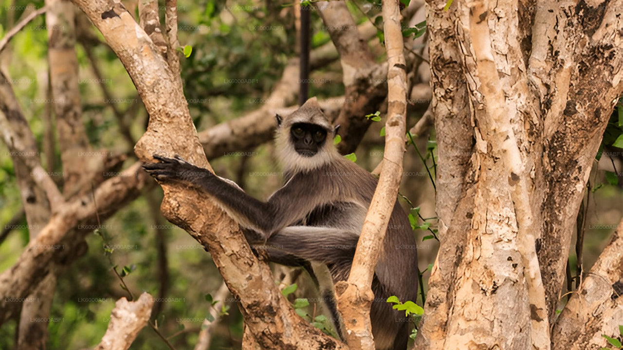 Yala-Nationalpark-Safari ab Kosgoda