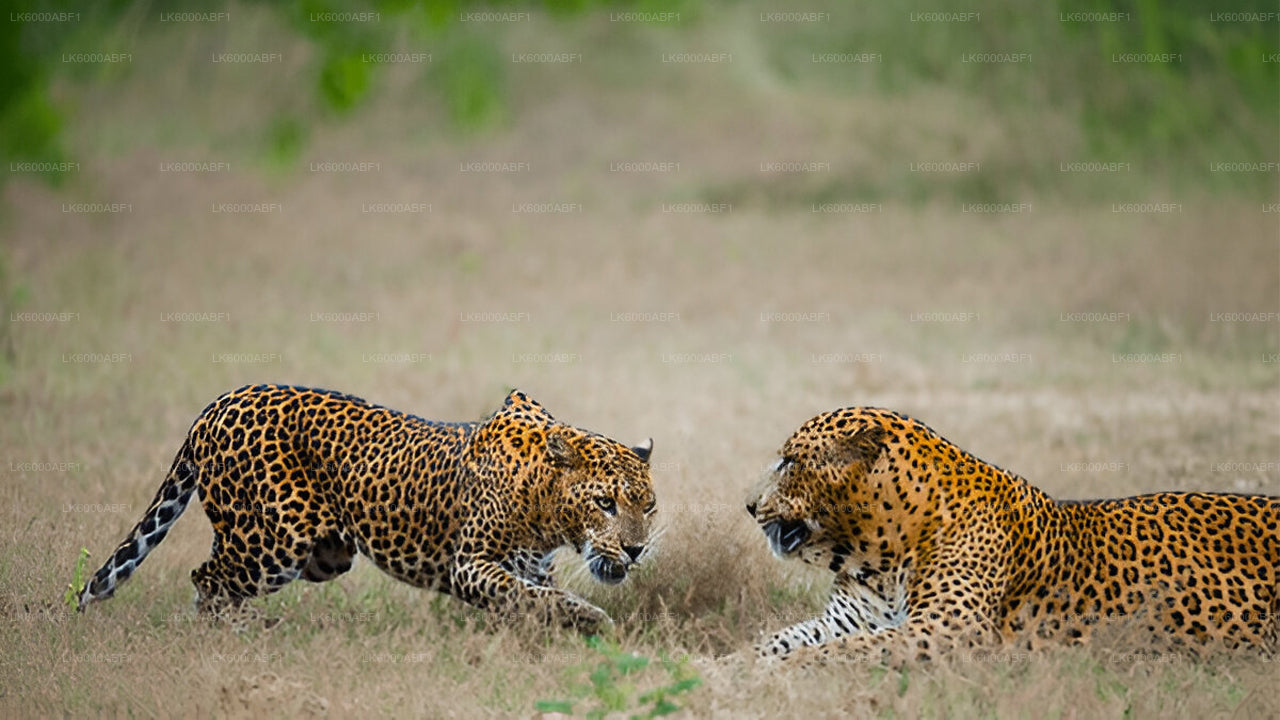 Yala-Nationalpark-Safari ab Kosgoda