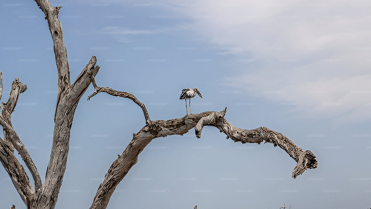 Yala-Nationalpark-Safari ab Kosgoda